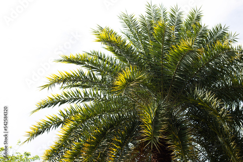 Date palm tree with sky. © Bowonpat