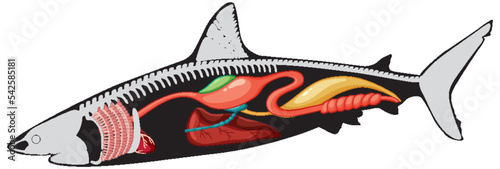 Internal anatomy of shark
