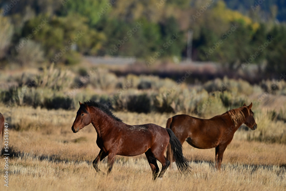 Wild Horses in Action - Washoe Lake State Park, Nevada Wild Horses in Action - Washoe Lake State Park, Nevada