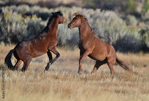 Wild Horses in Action - Washoe Lake State Park, Nevada photo