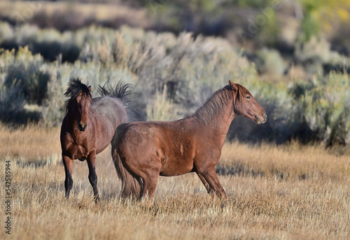 Wild Horses in Action - Washoe Lake State Park  Nevada