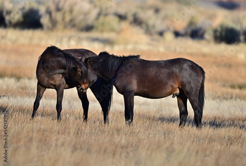 Wild Horses in Action - Washoe Lake State Park, Nevada photo