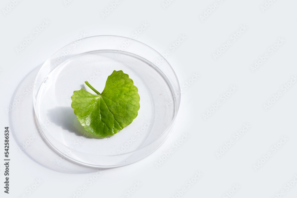 Fresh leaves of gotu kola in petri dishes on white background. Fresh leaves of gotu kola in petri dishes on white background.