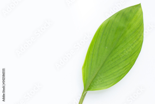Fingerroot leaf on white background.