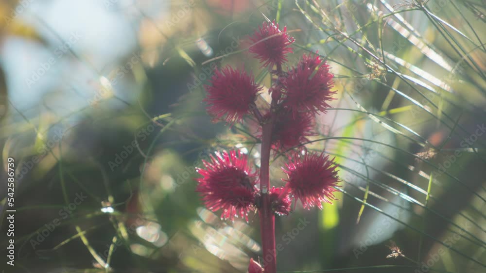 Close up of a castor bean plant swaying in the wind at sunset. Slow motion. 