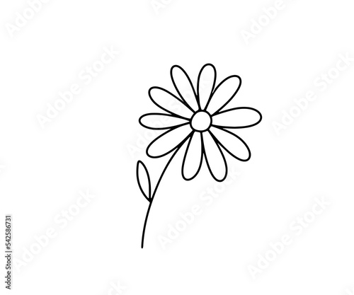 Hand drawn flower daisy. Vector outline sketch. Line art doodle isolated on white