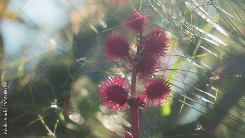 Close up of a castor bean plant swaying in the wind at sunset. Slow motion.  photo