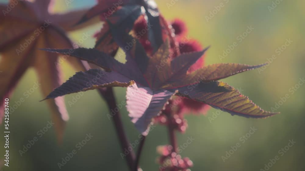 Red leaves of castor bean plant swaying in the wind at sunset. Slow motion. 