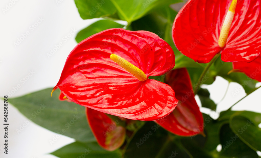 Flamingo flower or pigtail anthurium Flamingo flower or pigtail anthurium