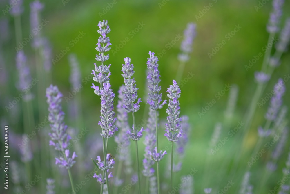 Lilac lavender grows in the morning field Lilac lavender grows in the morning field