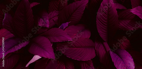 closeup nature view of purple leaves background  abstract leaf texture