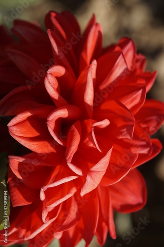 red dahlia flower macro