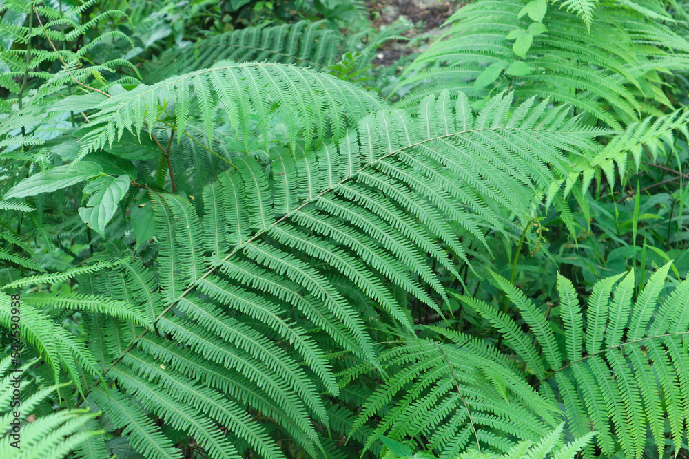Close-up of Green Bracken Fern in a forest