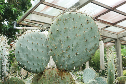 Opuntia Robusta or green wheel cactus with big thorn