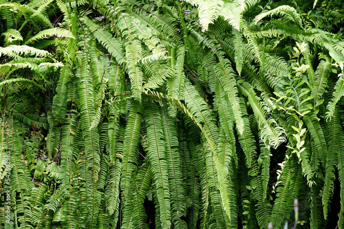 Foto ferns in a tropical vertical garden
