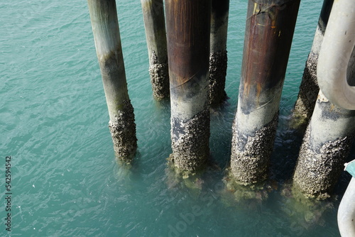 barnacles on jetty post at Bamaga jetty photo