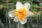 narcyz Narcissus