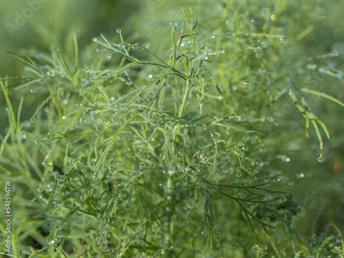 Green plant with dew and raindrops, texture, close-up. Abstract natural pattern. The concept of pure nature.