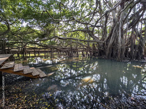 Bicentennial Banyan Tree in a tropical swamp of Thailand photo