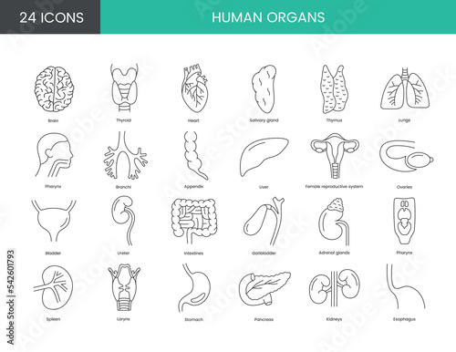 Human organs anatomical set of line icons in vector, illustration of pancreas and thyroid, heart and brain, female reproductive system, intestines and lungs, kidneys and adrenal glands.