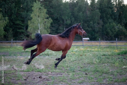 A galloping mare in the open air in summer