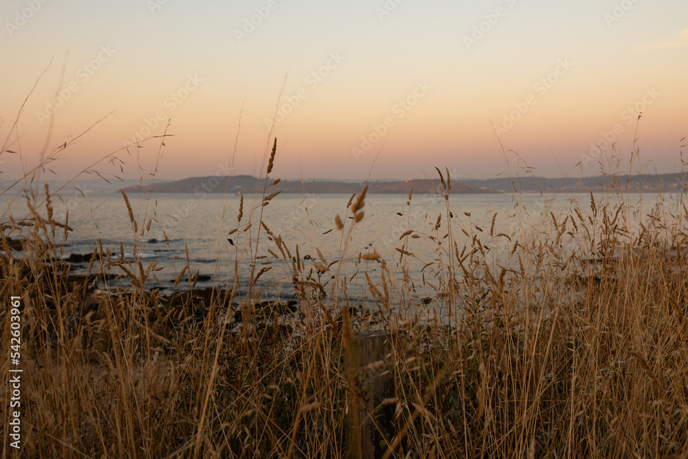 Spikelets of golden rye, yellow grass against the background of the blue sea with a beautiful scarlet sunset.