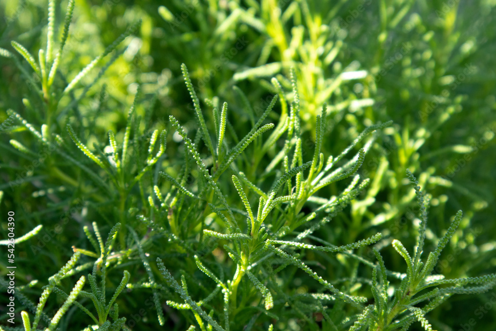 Bright green thuja hedge in sunny garden Bright green thuja hedge in sunny garden