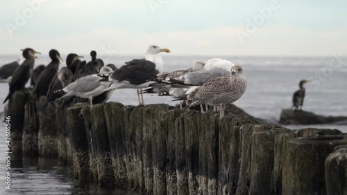 Wasservögel auf einer Buhne an der Ostseeküste photo