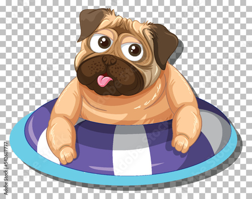 Pug dog in inflatable ring