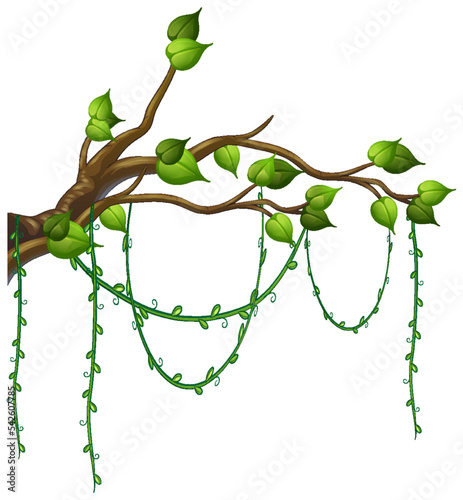 Tree branch with liana isolated
