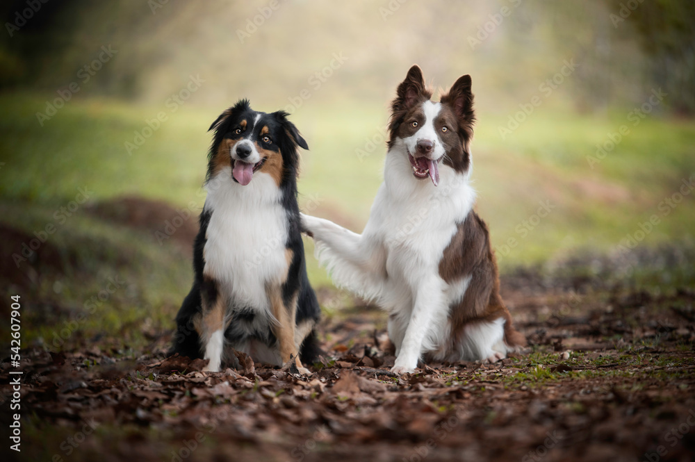 Dog Aussie Border Collie in grass beautiful bokeh Dog Aussie Border Collie in grass beautiful bokeh