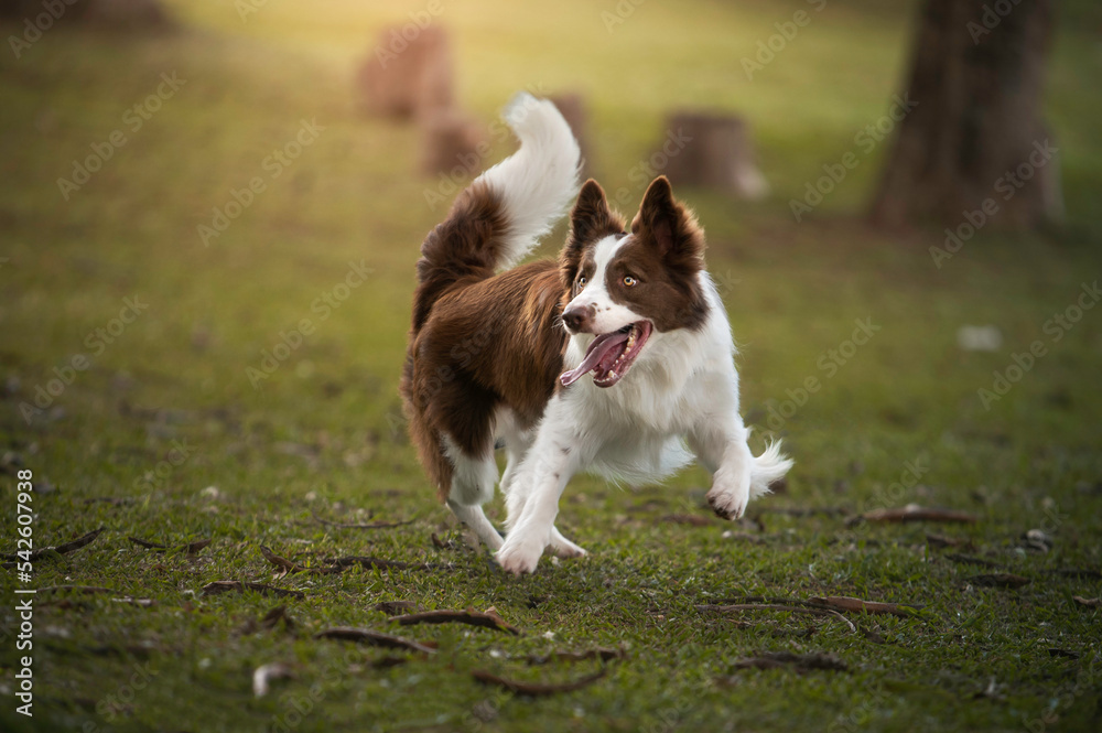Dog Border Collie in grass playing beautiful bokeh