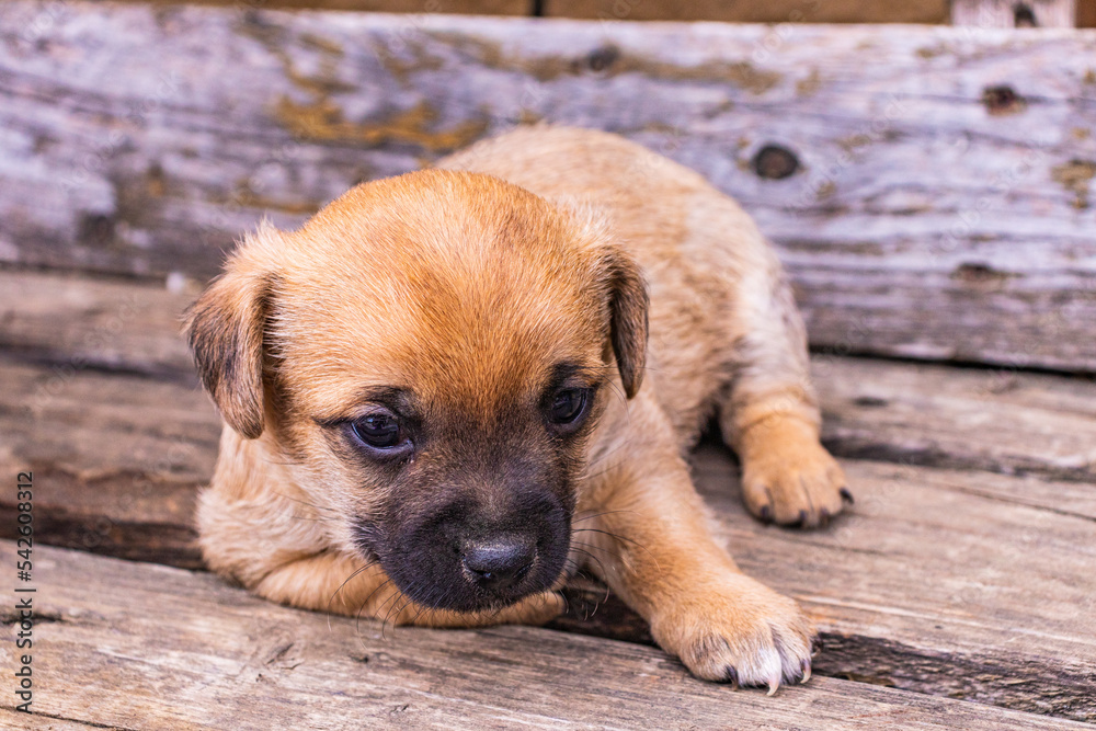Portrait of a puppy . This is a very loving and wonderful pet. Portrait of a puppy . This is a very loving and wonderful pet.