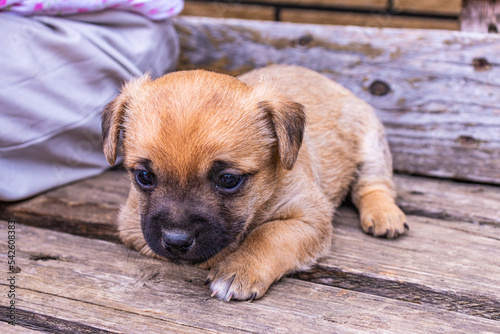 Portrait of a puppy . This is a very loving and wonderful pet.
