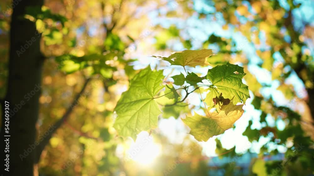 Close up view of tree branches with yellow and green maple leaves. Park with trees at background blue sky. Autumn leaves sway in wind and fall to ground. Beauty outdoors nature landscape in sun rays.