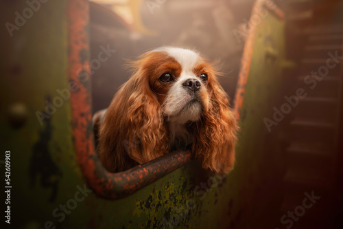 Fototapeta Cute King Charles Cavalier dog portrait in industrial environment