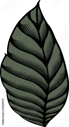 Hand drawn illustration object of line leave plant.