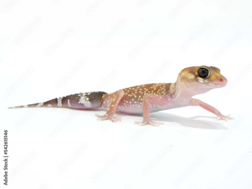 Naklejka premium 横から見たアンダーウッディサウルスミリー