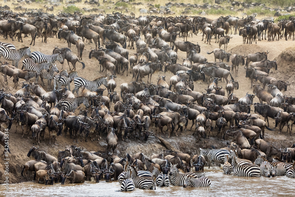 Thousands of white-bearded wildebeest and zebras gather on the banks of the Mara river during the annual great migration. Masai Mara, Kenya - obrazy, fototapety, plakaty 