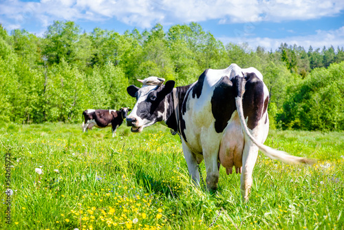 A cow is grazing in a meadow 