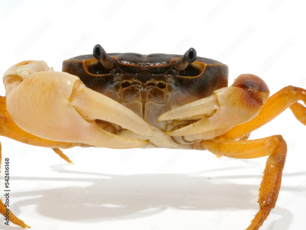左右でハサミの大きさが違うオスのサワガニ Stock Photo | Adobe Stock
