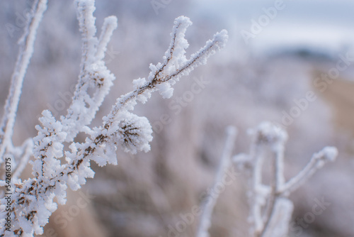 winter © Liza