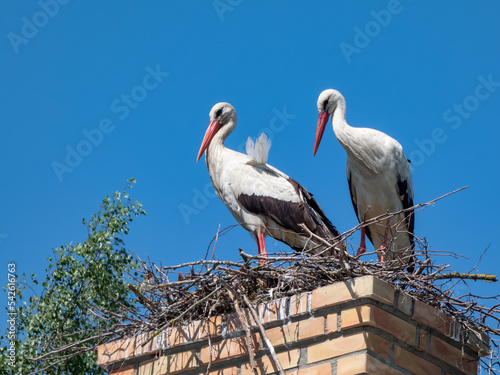 Couple of the white storks (Ciconia ciconia) standing in nest on roof of a building with blue sky in background. Large birds with white and black plumage on wings, long pointed red beak photo