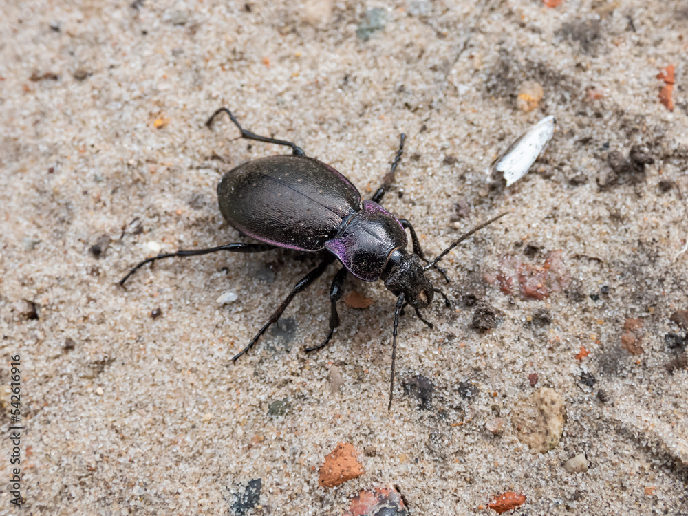 Macro shot of the Bronze ground beetle or bronze carabid (Carabus nemoralis) - a large, black ground beetle with coppery sheen and edges of its elytra iridescent purple Macro shot of the Bronze ground beetle or bronze carabid (Carabus nemoralis) - a large, black ground beetle with coppery sheen and edges of its elytra iridescent purple