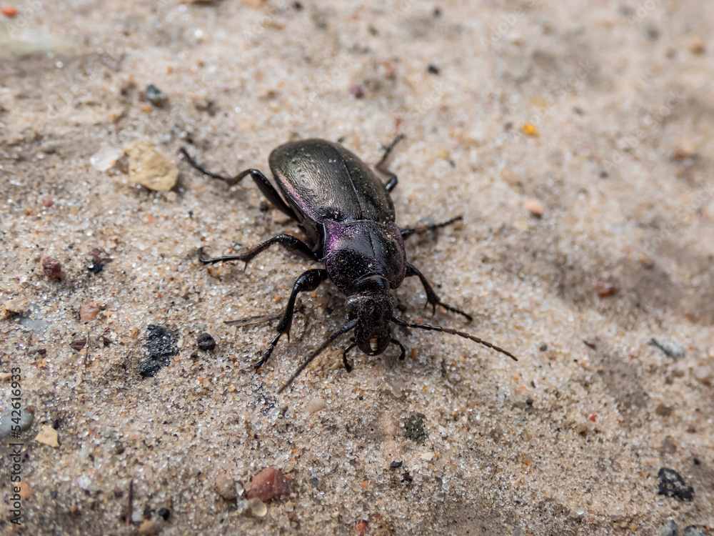 Macro shot of the Bronze ground beetle or bronze carabid (Carabus nemoralis) - a large, black ground beetle with coppery sheen and edges of its elytra iridescent purple Macro shot of the Bronze ground beetle or bronze carabid (Carabus nemoralis) - a large, black ground beetle with coppery sheen and edges of its elytra iridescent purple