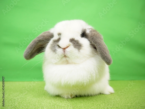 ひげのような模様のうさぎ