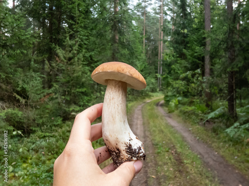 Close-up of a hand holding big cep, penny bun, porcino or porcini mushroom (boletus edulis) cut in the forest in autumn photo