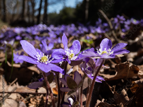 Macro shot of the Common hepatica (Anemone hepatica or Hepatica nobilis) blooming with purple flowers in sunlight in the forest. Beautifu and delicate floral spring background