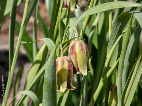 Pointed-Petal Fritillary (Fritillaria acmopetala) flowering with nodding, pale green, broadly bell-shaped flowers photo