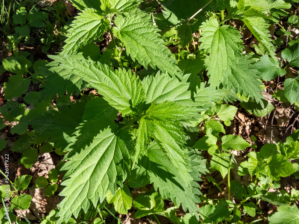 Close-up shot of the Common nettle, stinging nettle or nettle leaf (Urtica dioica) with bright green leaves growing in forest in summer Close-up shot of the Common nettle, stinging nettle or nettle leaf (Urtica dioica) with bright green leaves growing in forest in summer